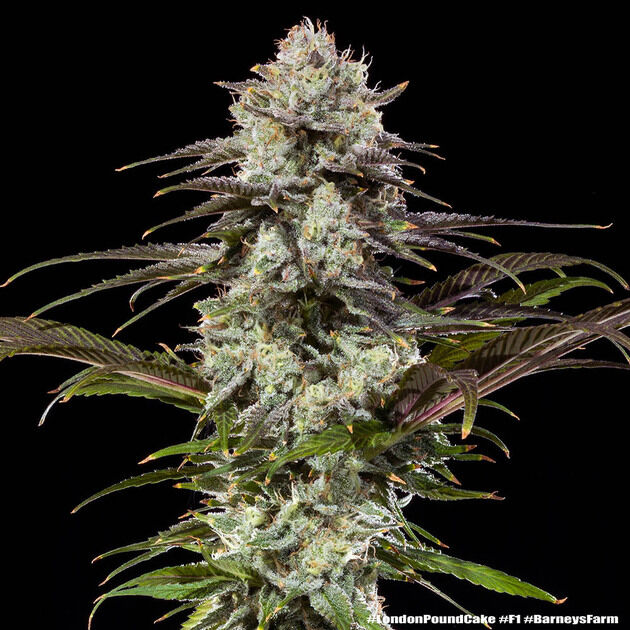 Cannabissamen London Pound Cake F1 Hybrid feminisiert für Indoor und Outdoor